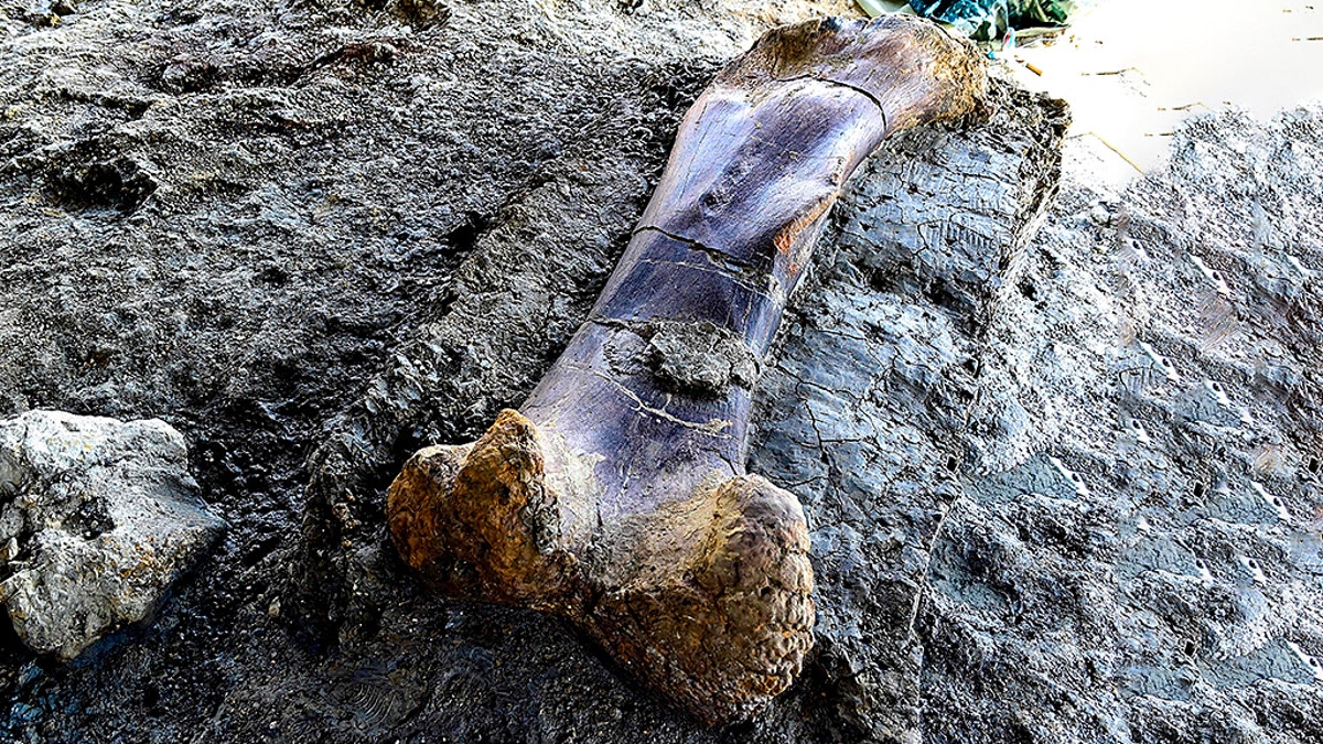 The femur of a Sauropod, which is over 140 million years old, 6.5 feet in length and weighing 1,100 pounds, is seen in situ on a bed of clay on July 24, 2019, after it was discovered earlier in the week during excavations at the palaeontological site of Angeac-Charente, near Châteauneuf-sur- Charente, southwestern France. The Jurassic period Sauropod, the largest herbivorous dinosaur known to date, was discovered nestled in a thick layer of clay by a team of volunteer excavators from the National Museum of Natural History working at the palaeontological site. Other bones from the animal's pelvis were also unearthed. (Credit: GEORGES GOBET/AFP/Getty Images)