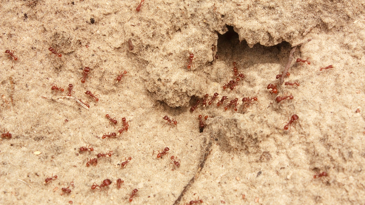 File photo: A colony of fire ants. (RIFA)