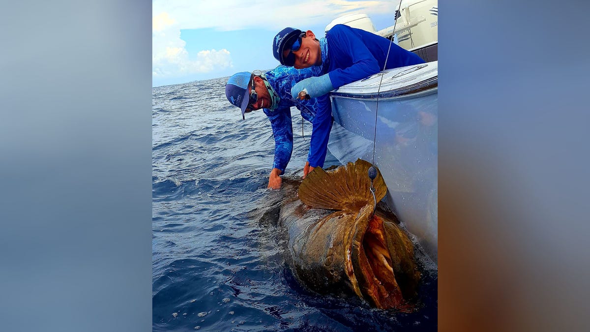 goliath grouper 2