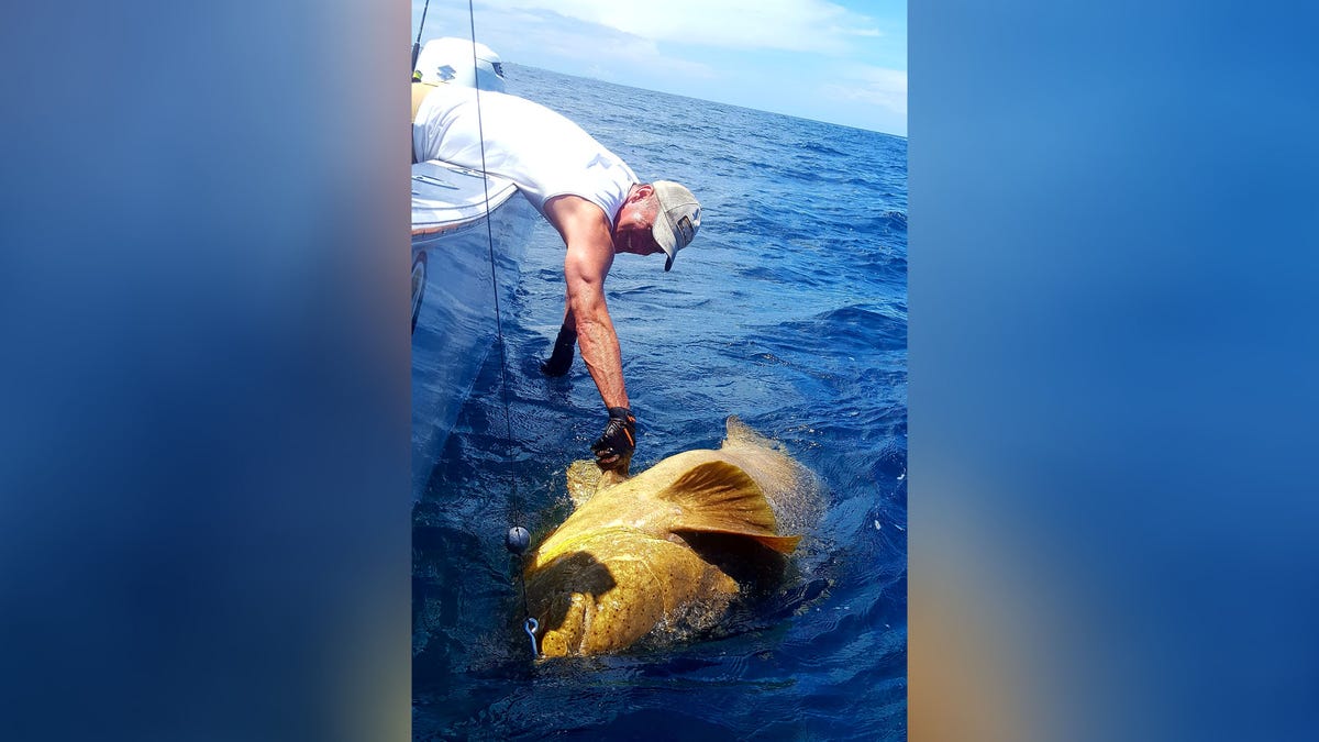 goliath grouper 3