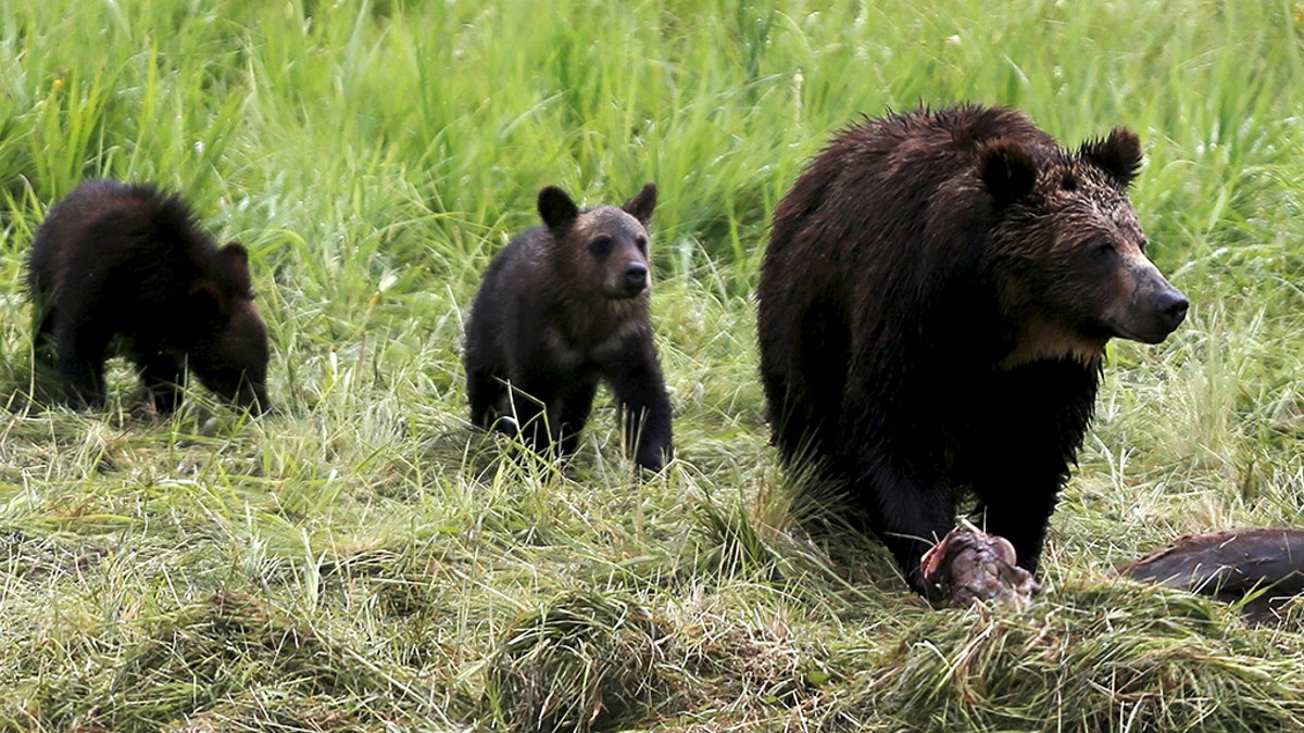 FILE PHOTO: A grizzly bear and her two cubs approach the carcass of a bison in Yellowstone National Park in Wyoming, United States, July 6, 2015. REUTERS/Jim Urquhart/File Photo - RC1F1904CA70