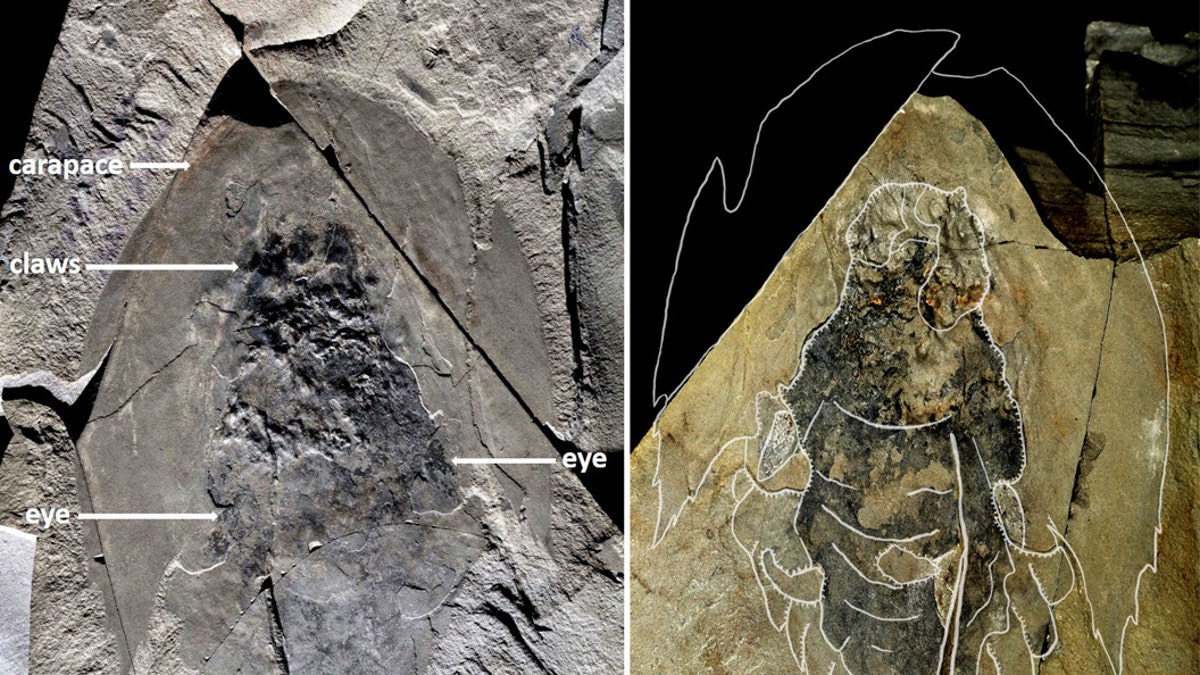 Complete fossil (Holotype ROMIP 65078) of Cambroraster falcatus, showing the eyes and the body with paired swimming flaps below the large head carapace. The shale in which the fossil was entombed was split open, leaving parts of the body on both sides (right and left). (Credit: Jean-Bernard Caron© Royal Ontario Museum)
