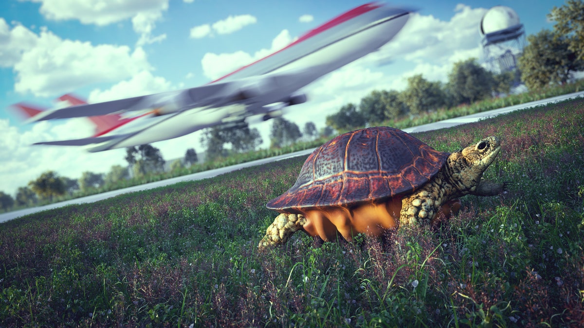 A small turtle (not pictured) interrupted a flight in Australia last week.
