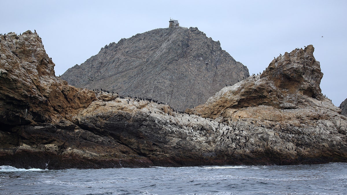 Crews may drop 1.5 tons of rat poison on the Farallon Islands to stop an invasive house mice species from wreaking havoc on the native ecosystem.