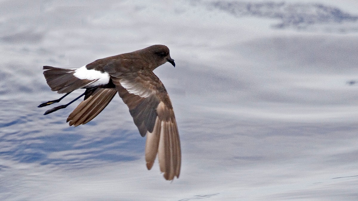A storm-petrel, one of the rare birds expected to benefit from the rodent eradication.