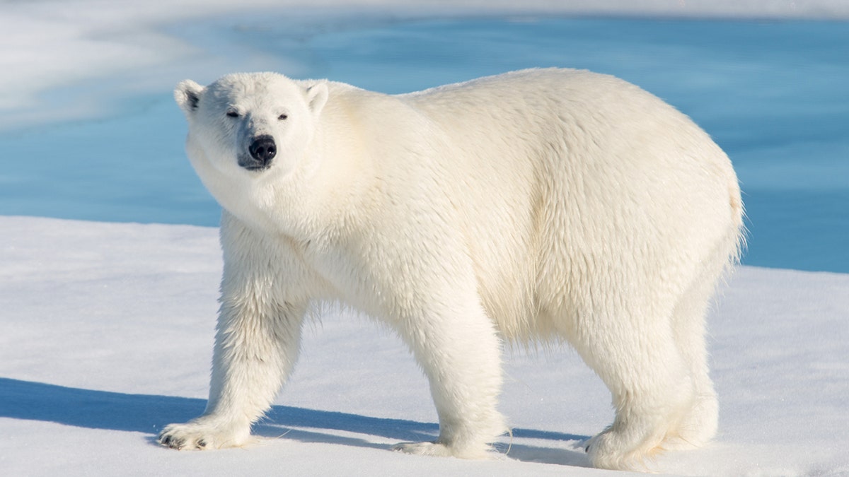 A polar bear is seen in the image above.