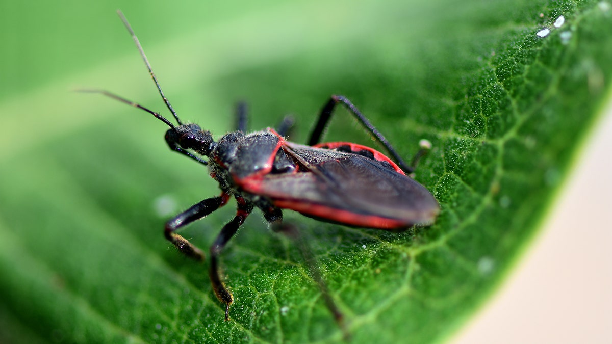 The kissing bug is a blood-sucking insect that attacks humans for food.