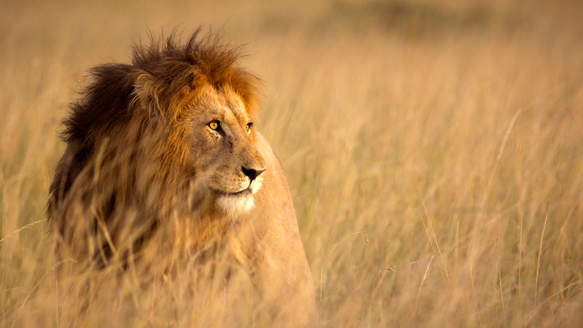 Male lion stands in tall, pale grass