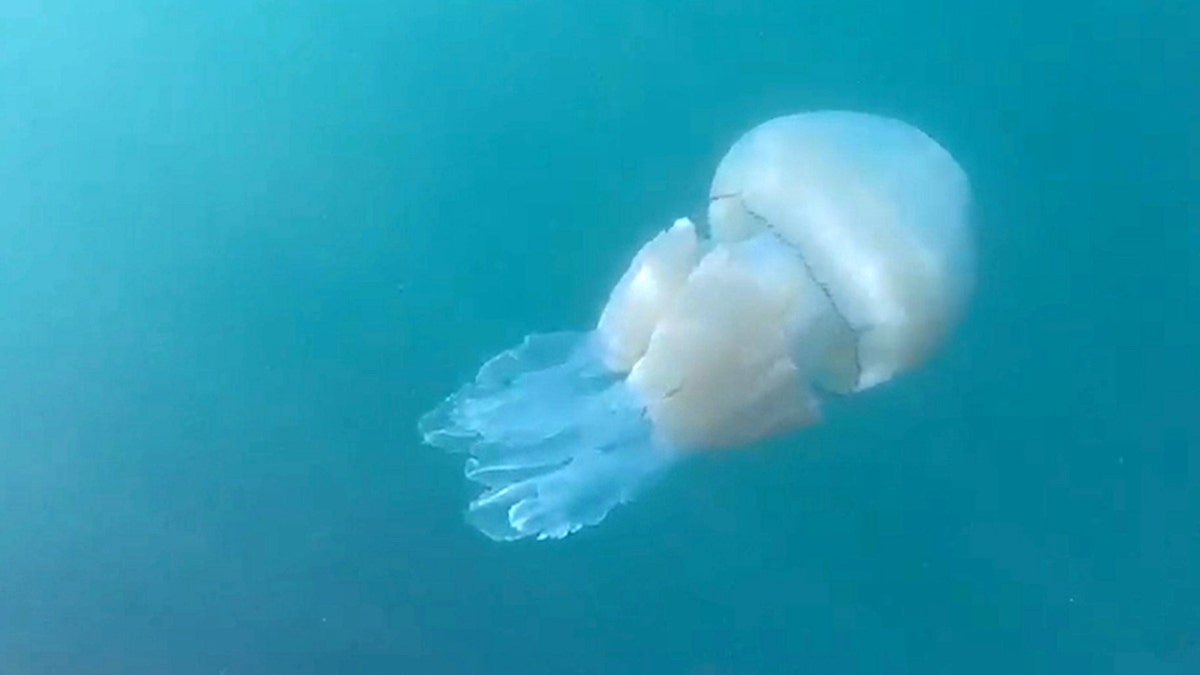 Second human-sized jellyfish spotted off English coast