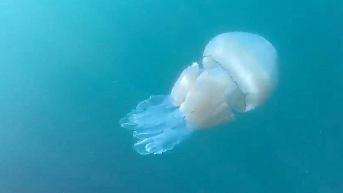 Fears of a monster jellyfish invasion have been sparked after the second mammoth creature from the deep was spotted in British waters in as many days. (Credit: SWNS)