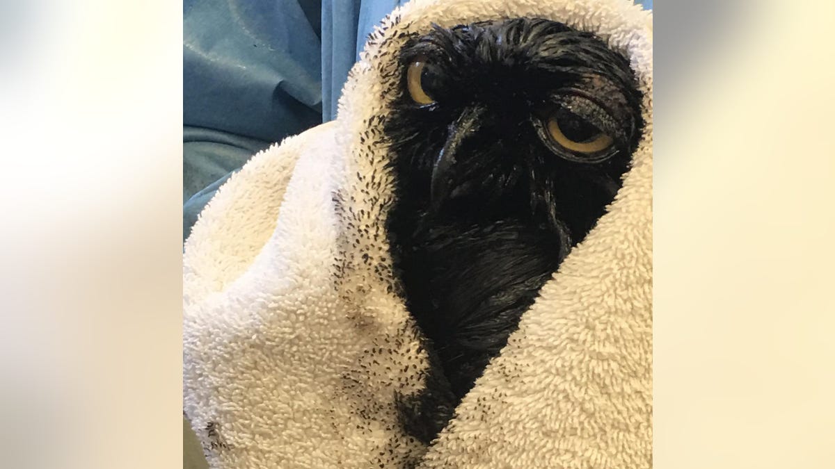 A great horned owl was covered in oil in California.
