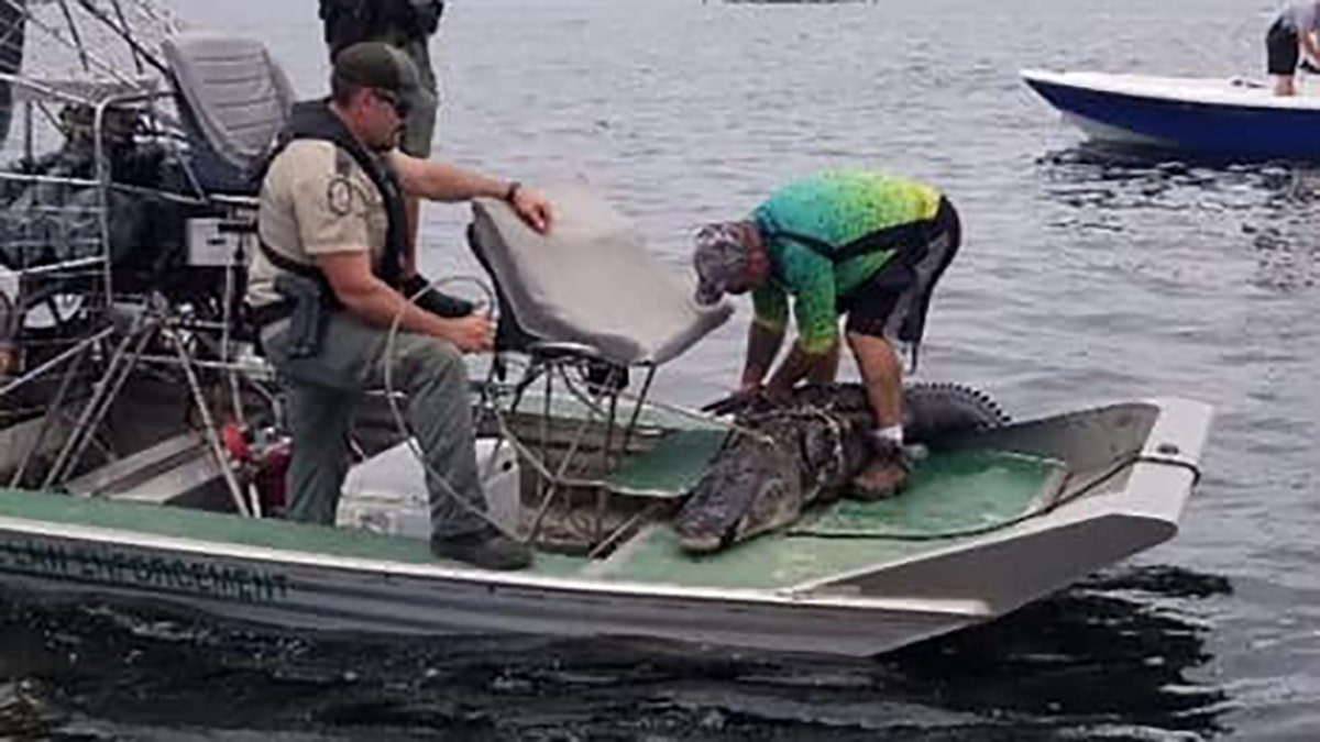 The alligator was 12-15 feet long, the sheriff's office said. It reportedly weighed nearly 300 pounds.