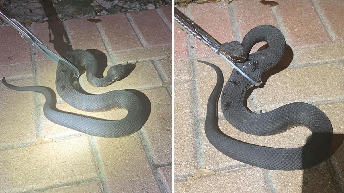 Police took captured and took photos of the reptile to help doctors identify the species so they could use the correct anti-venom.