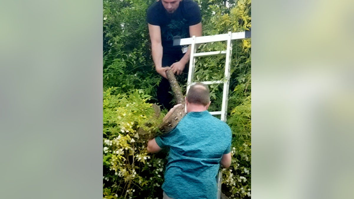 Cambridge residents were alerted that Turin, a reticulated python, was hiding up a tree after being alerted to the sound of squawking birds. (Credit: SWNS)