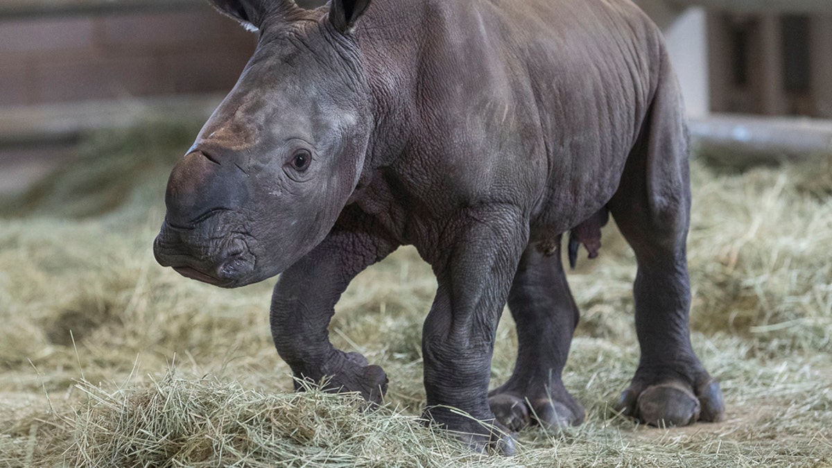 This Monday, July 29, 2019 photo provided by the San Diego Zoo shows a day-old southern white rhino calf standing on its wobbly legs at the Nikita Kahn Rhino Rescue Center at the San Diego Zoo Safari Park in Escondido, Calif. (Ken Bohn/San Diego Zoo via AP)