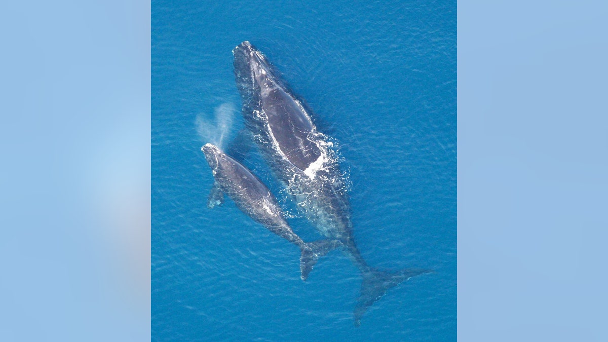 A female North Atlantic right whale with her calf. (Credit: Public Domain)