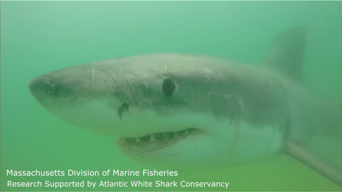 A great white shark spotted by researchers off the coast of Cape Cod.