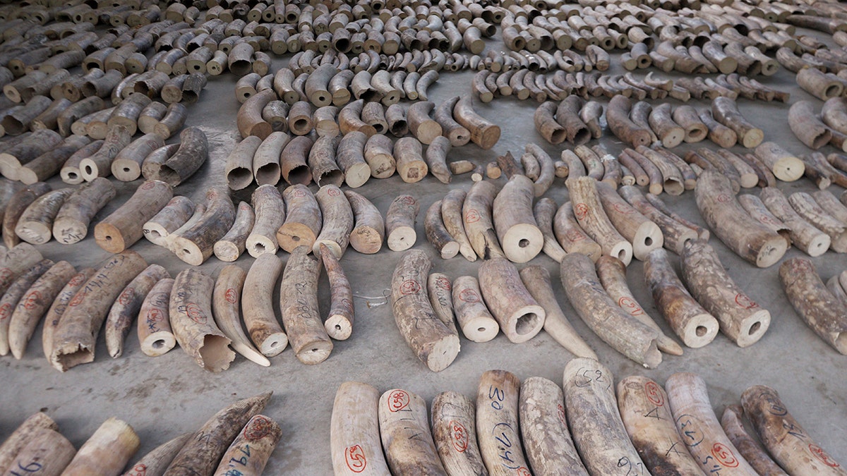 The 8.8 tons of elephant tusks were estimated to have been taken from nearly 300 African elephants.