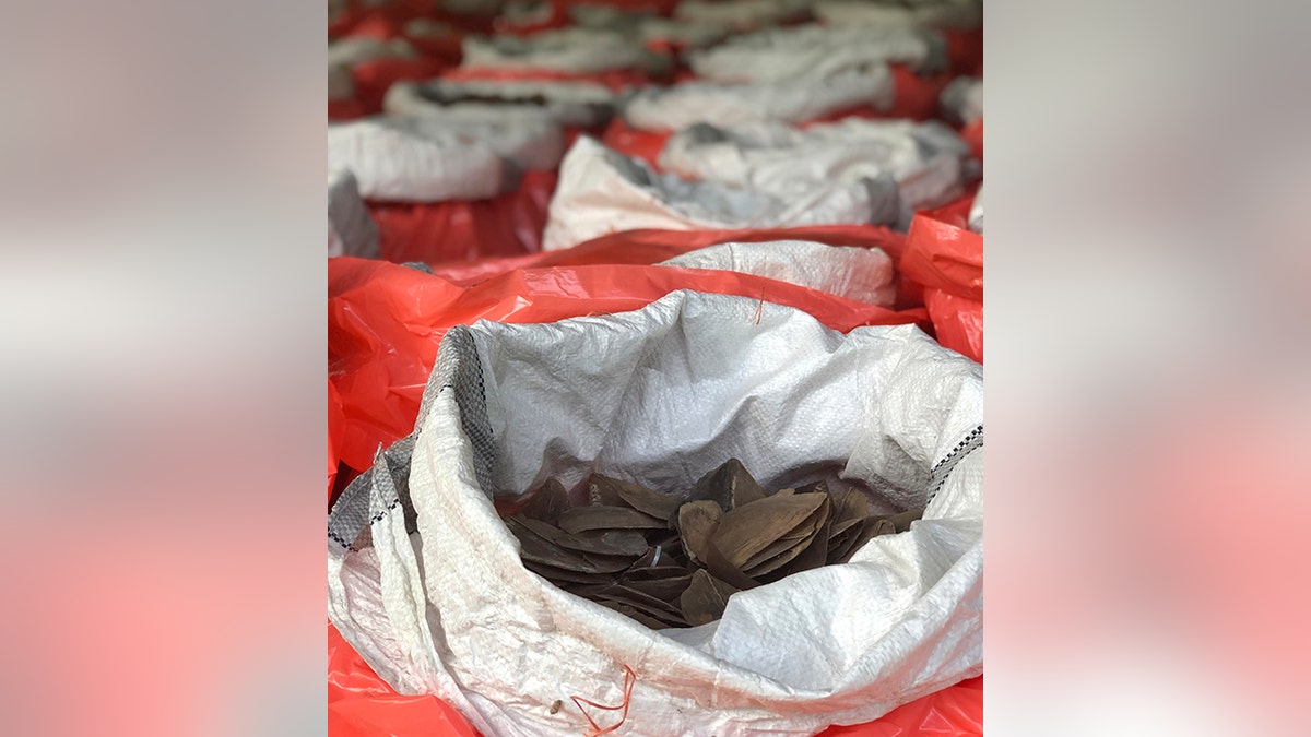 Authorities seized 237 bags of pangolin scales estimated to have been harvested from 2,000 of the critically endangered mammals. (National Parks Board via AP)