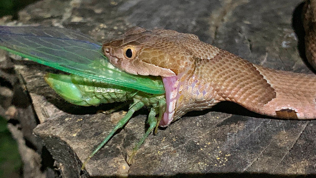 The snake crept up on the cicada on a tree stump. (Charlton McDaniel via AP)