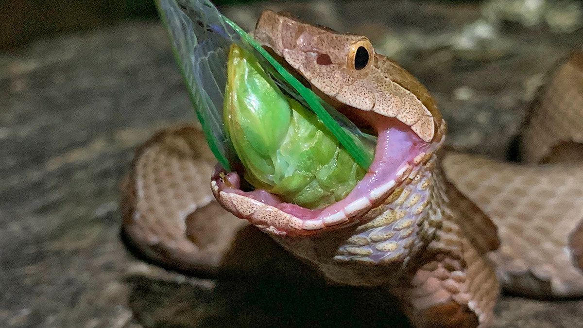 McDaniel scared off a nearby snake, but the reptile returned to gobble the insect. (Charlton McDaniel via AP)