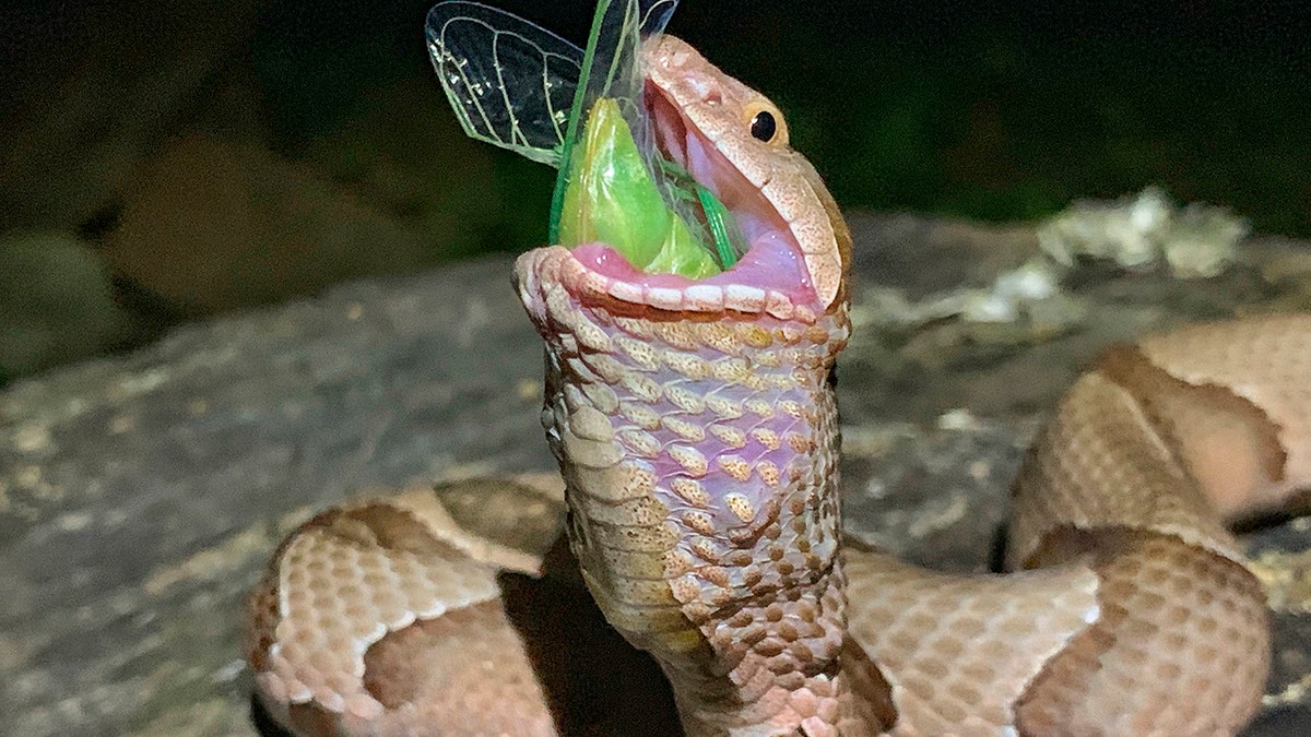 The copperhead finished swallowing the insect and then slithered off into the forest. (Charlton McDaniel via AP)