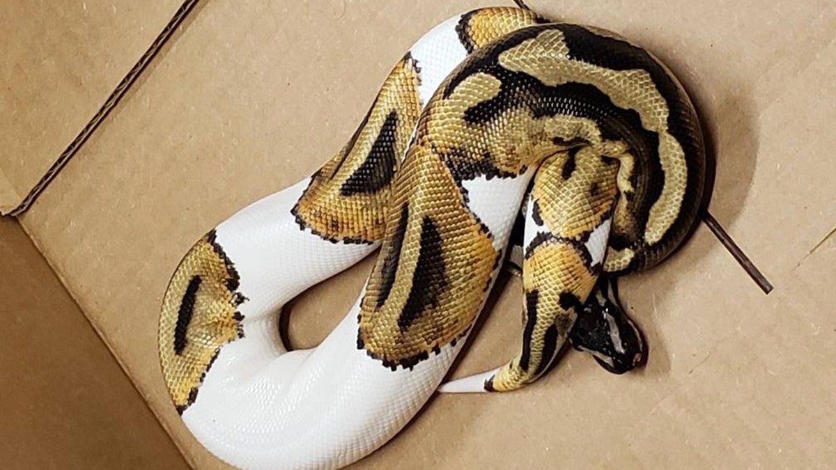 Marine officials have warned that exotic pets — including the snake pictured here, which was recently found — are not allowed at the Camp Lejeune military base in North Carolina.