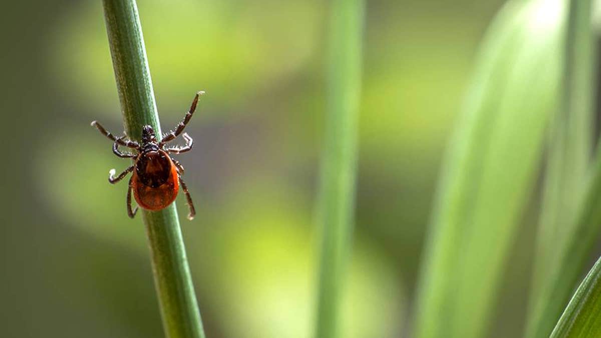 House lawmakers passed a bill last week that ordered to Pentagon to review whether it turned ticks into biological weapons. 