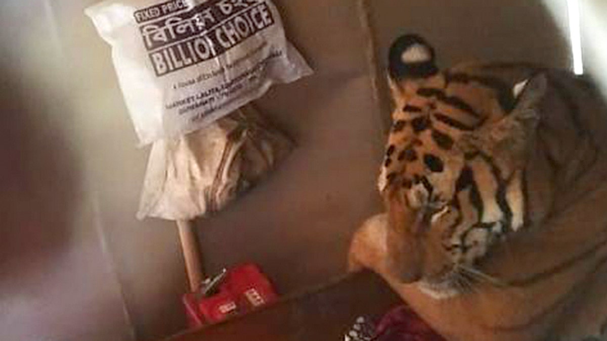 A tiger was photographed taking a nap inside of a home in India on Thursday.