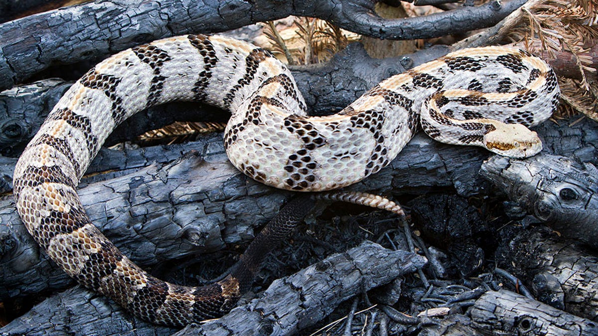Timber Rattlesnake pictured here