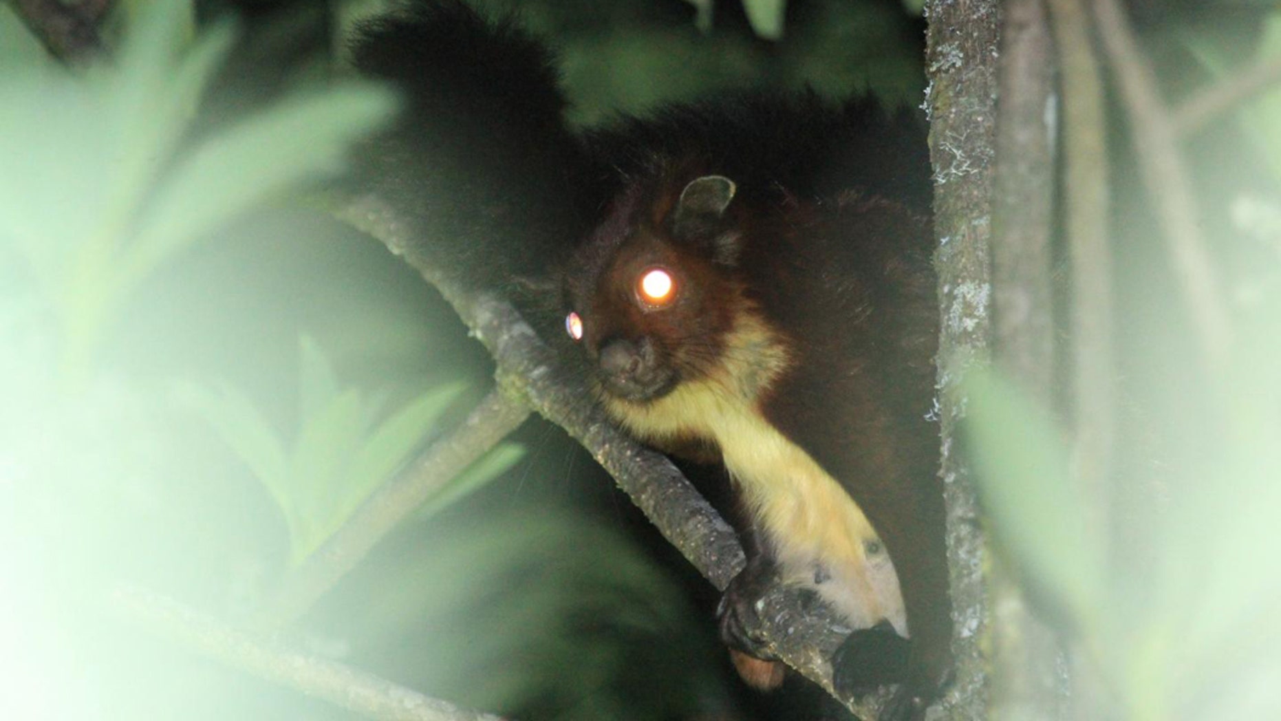 Mysterious flying squirrel with 'glowing eyes' discovered in China Flying-squirrel