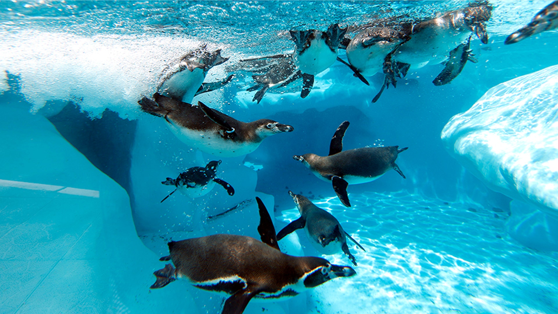 Penguins swim in a pool in the Belgrade Zoo, in Belgrade, Serbia, July 2, 2019. 