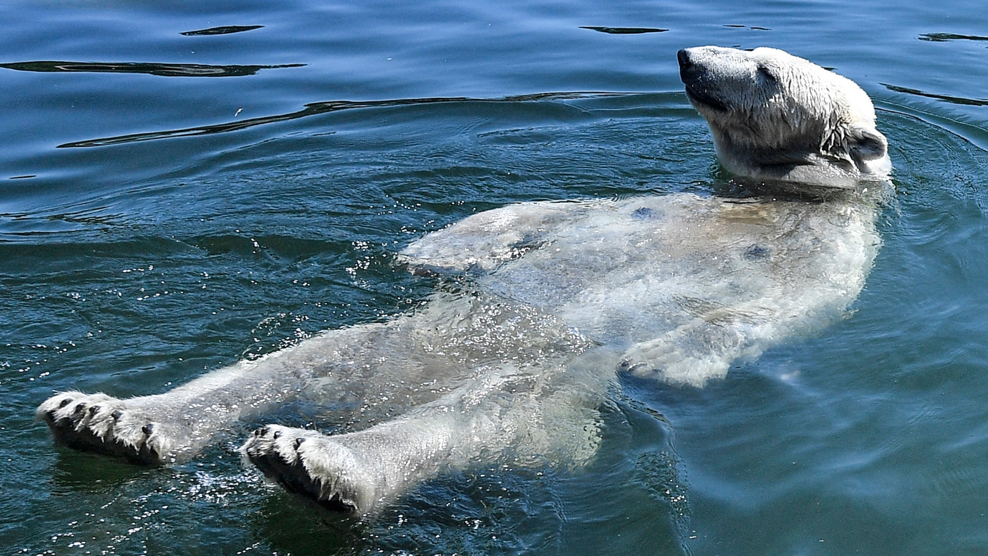 Polar bear Nanook swims to keep cool during an extreme heatwave at the zoo in Gelsenkirchen, Germany, July 24, 2019.