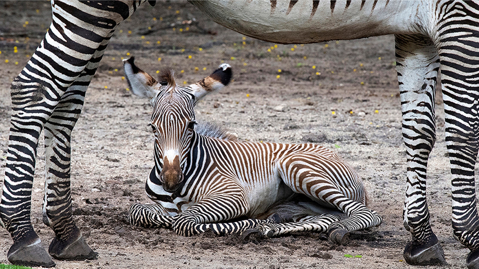 A baby Grevy's zebra, one of six babies born within a seven-day period to six different mothers rests at Zoo Miami in Miami, July 11, 2019. 