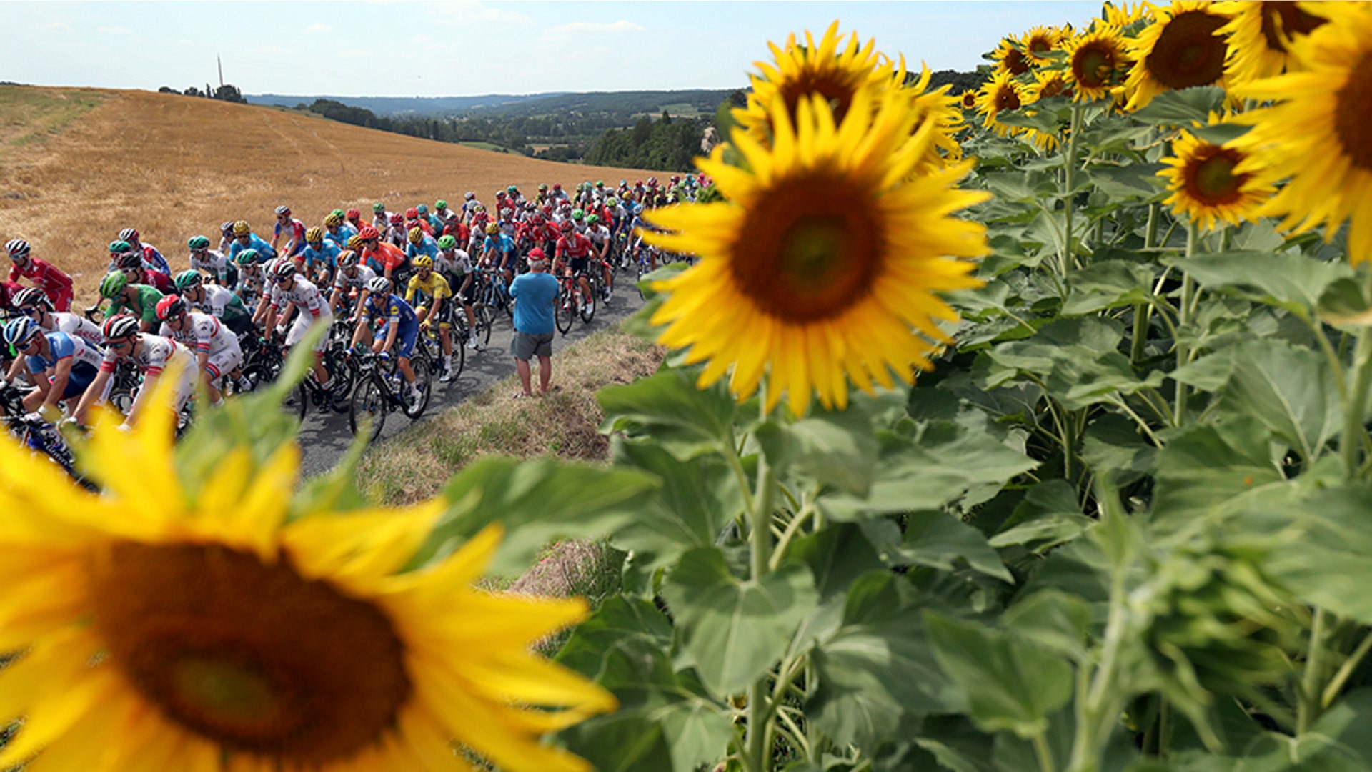 The pack rides past a sunflowers fields during the eleventh stage of the Tour de France cycling race over 103 miles with a start in Albi and finish in Toulouse, France, July 17, 2019.