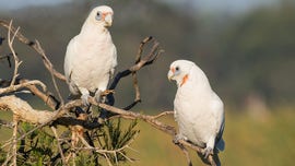 Dozens of birds 'bleeding from their mouths' fall from the sky in Australia