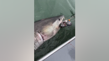 Fishermen catch great white shark near Alcatraz Island: 'It was like winning the lottery'