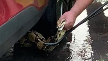 Connecticut police wrangle 6-foot snake wrapped around car engine