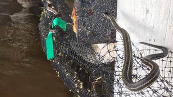 Tropical Storm Barry brings 'significant flooding threat' as officials warn of snakes, alligators in water