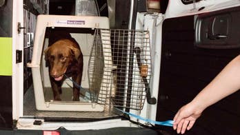 Volunteers rush to transport shelter animals threatened by Barry out of storm's path