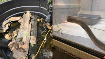 New York man charged after king cobras, hundreds of turtles found in home, officials say