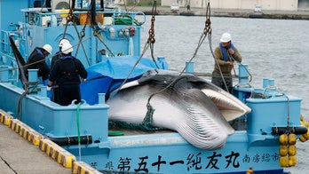 Japan resumes commercial whaling after 30 years -- despite low demand