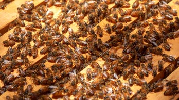 Florida beekeeper says someone may have poisoned millions of his honey bees
