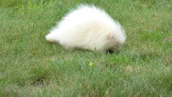 Rare albino porcupine spotted at Maine museum