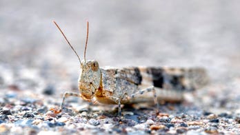 Las Vegas pizzeria offering grasshopper pie as insects invade city