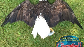 Pennsylvania officials ask for help to nab bald eagle killer