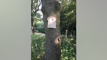 People are stapling bread to trees and sharing the photos on Reddit