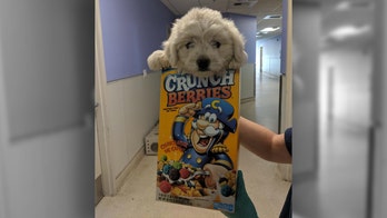 Dog dropped off at California animal shelter in cereal box, infested with fleas gets adopted