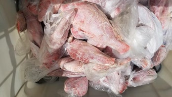 Border agents seize nearly 350 pounds of protected fish from cargo ship in the Gulf of Mexico