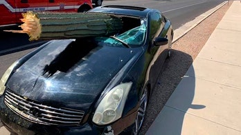 Giant cactus pierces car windshield on Arizona highway, driver miraculously unhurt